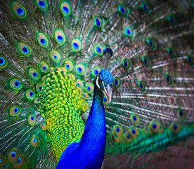 Fototapeta premium Peacock