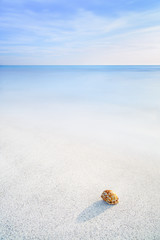 Fototapeta na wymiar Sea Mollusk Shell in a white tropical beach under blue sky