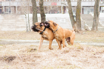 puppy and adult  bullmastiff