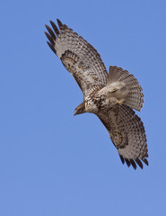 Hawk in flight with wings spread over solid blue background