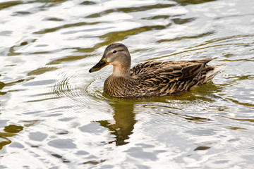 mallard duck