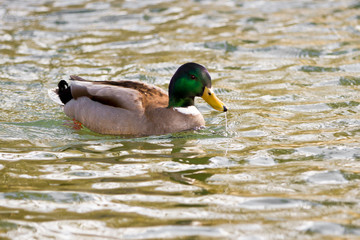 mallard duck