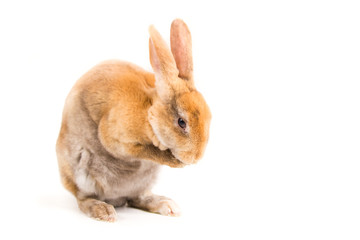 Rabbit on white background