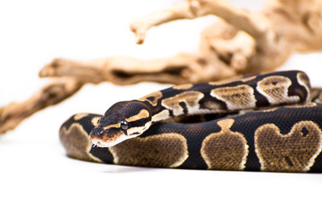 Snake on white backdrop