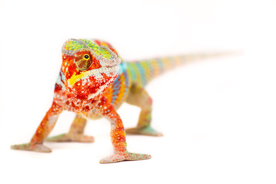 Camelion-Bilder: Stock-Fotos & -Videos. | Adobe Stock