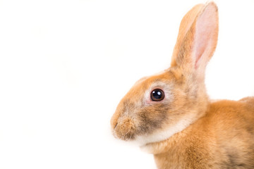 Rabbit on white background
