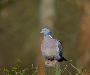 Wood Pigeon