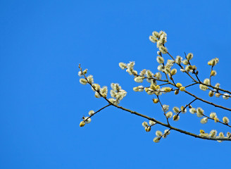 Pussy Willow Catkins