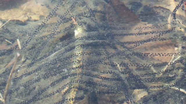 toad eggs
