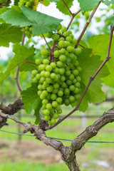 Fototapeta premium Grape valley