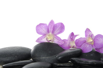 pink orchid on pebbles