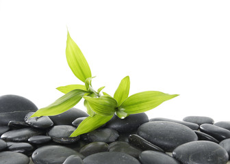 Green bamboo with leafs on pebbles