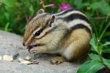 ブドウを食べるリス