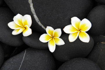 Fototapeta na wymiar Three frangipani flowers and pebbles background
