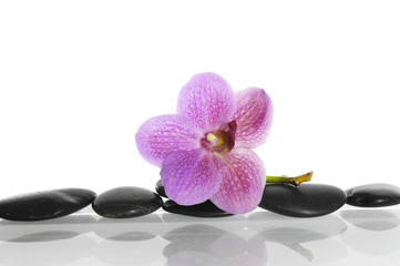 Obraz na płótnie Canvas macro of pink orchid on pebble