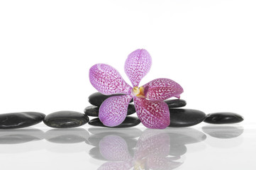 Fototapeta na wymiar zen stones and orchid isolated