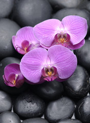 pink orchid lying down with pebbles