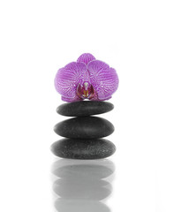 Naklejka na ściany i meble Pink orchid blossom on top of balanced spa stones, isolated