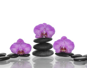 pink orchid and stacked stones reflection