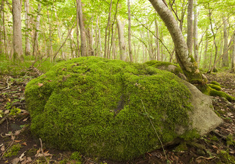 Rock with moss in Wildwood, Borga hage, Öland