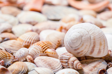 Seashells background