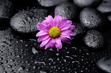 Obraz na płótnie Canvas pink gerbera daisy in black stones on wet background