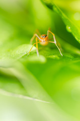 Ant mimic spider