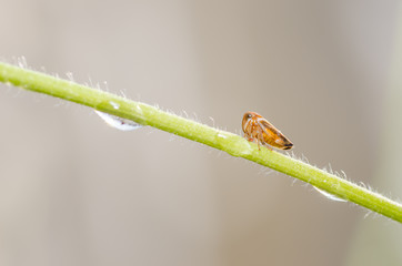 Aphids on the flower