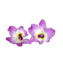 Two rosy beautiful orchids isolated on white background