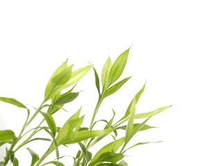 Fototapeta na wymiar Bamboo sprout on white background