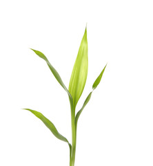 Fototapeta na wymiar Green bamboo sprout Isolated