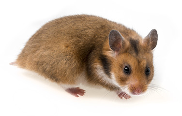 one hamster isolated on a white background