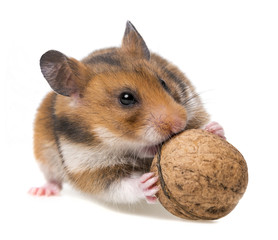 hamster eating nut - isolated on white background