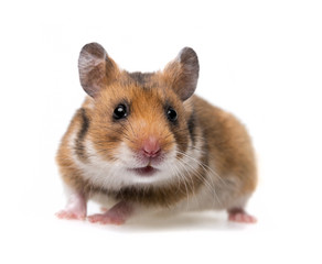 little hamster - white background