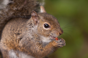 Squirrel Eating Nut