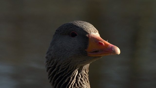 Gans
