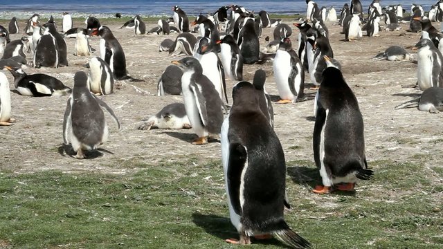 Gentoo penguin colony with lot of baby penguins