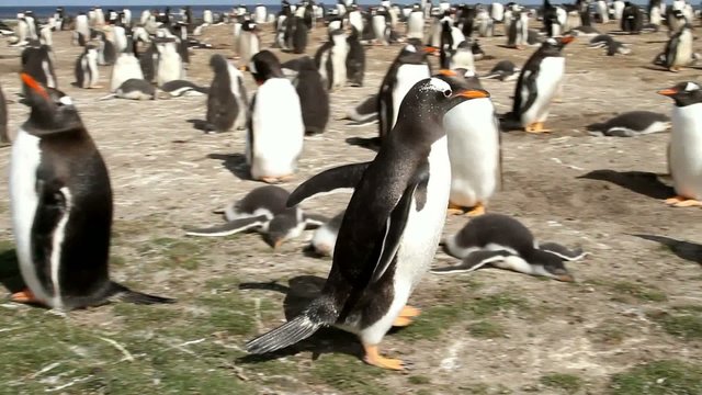Gentoo penguin is running fast away