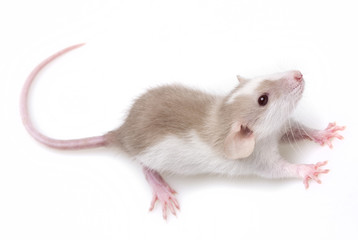 little rat pet - white background