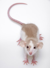 a cute little mouse on a white background