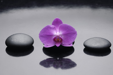 Zen rock and pink orchid