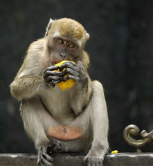 Monkey Eating Traditional Indian Pastry