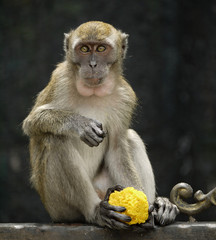 Monkey Posing with Traditional Indian Pastry