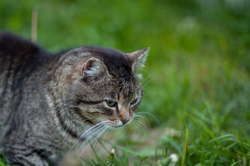 Cat in green grass