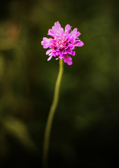 Purple Scabiosa