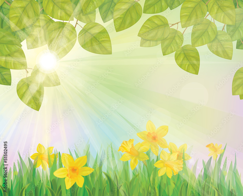 Canvas Prints vector of daffodil flowers on spring background.