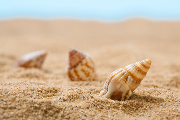 Seashells on sand