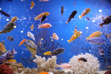 Fototapeta na wymiar Colorful Fish
