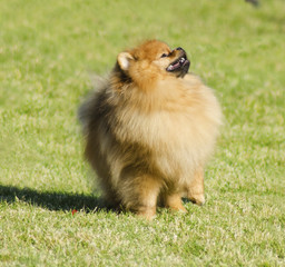 Pomeranian dog