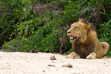 Male lion rest on river bed